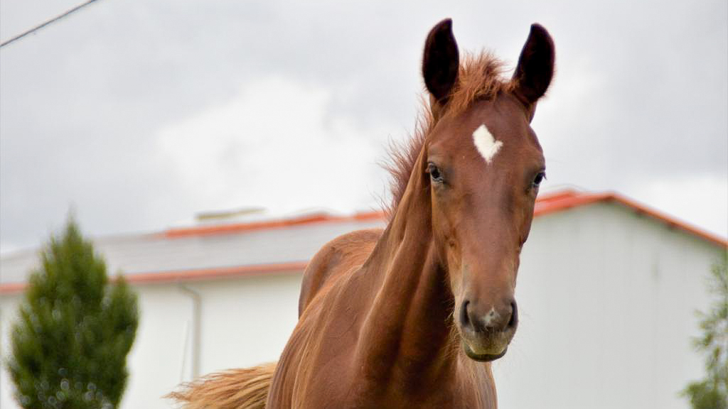 Fohlen Dante Weltino/Rubinstein x Vitalis