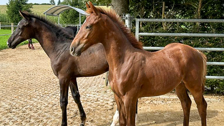 Fohlen Dante Weltino/Rubinstein x Vitalis