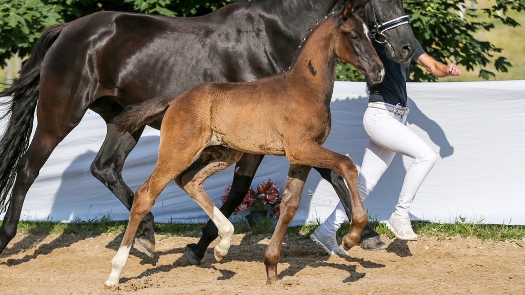 Fohlen De Niro/Rubinstein x Blue Horse Florent