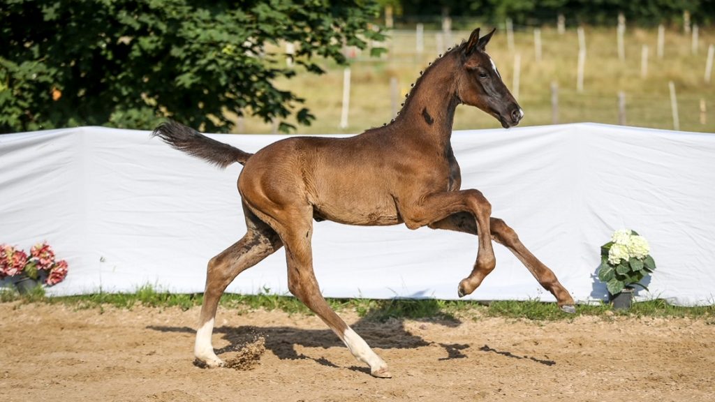 Fohlen De Niro/Rubinstein x Blue Horse Florent